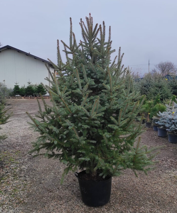 Molid Argintiu la ghiveci, Nr. 13 - imagine 1