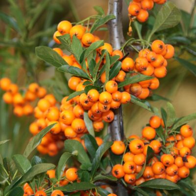 Bucură-te de vitamine și antioxidanți cu Cătină! Descoperă beneficiile acestei plante miraculoase. Alege sănătatea naturală!Comandă acum! 🌿🛒