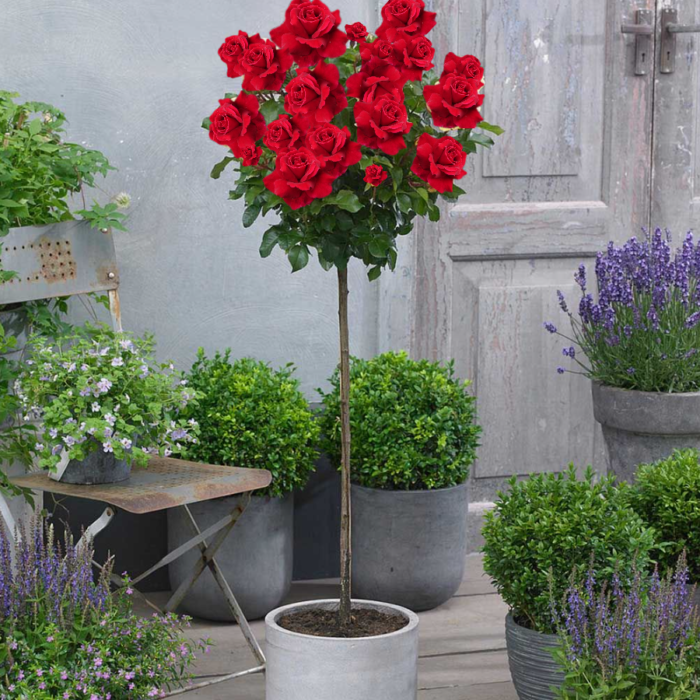 Trandafir tip pomișor Mr. Lincoln este o varietate impresionantă de culoare roșie închisă, ce emană o aromă puternică și îmbătătoare.🌹