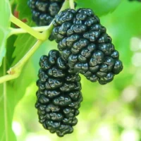 Un arbore care poate îmbogăți grădina Dvs. cu frunze verzi și care devine voluminos într-un timp scurt: Pomul Fructifer Dud Negru.⭐️ Comandați-l acum!