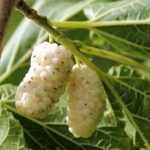 Descoperiți Pomul Fructifer Dud Alb cu creștere rapidă!🌳 Acest copac mic poate atinge 10-20 metri înălțime. Descoperiți-l astăzi!👉️