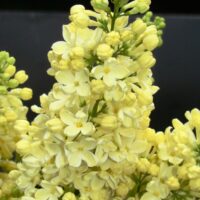 Intră în lumea florilor galbene și parfumate ale arbustului Syringa vulgaris Primerose! Alege calitatea și diversitatea noastră pentru grădina ta! 🛒