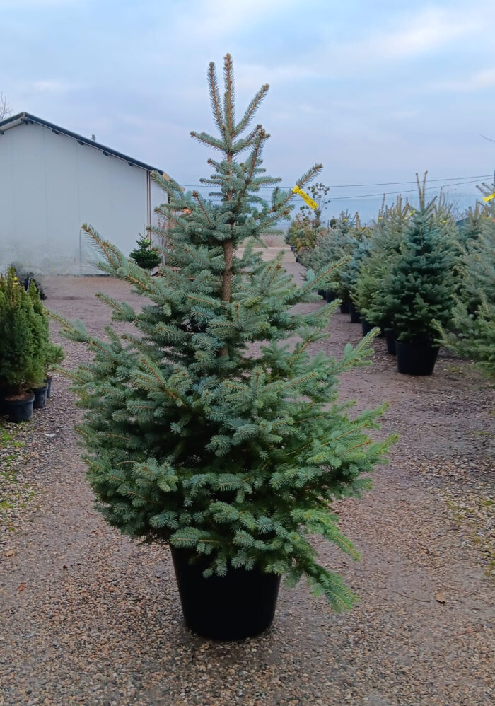 Molid Argintiu la ghiveci, Nr. 12 - imagine 1