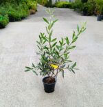 Măslin la ghiveci - imagine 2