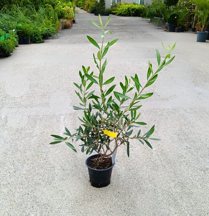 Măslin la ghiveci - imagine 2