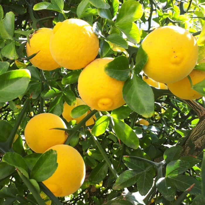 Descoperă frumusețea și rezistența arbustului Lamai Citrus Trifoliata! Plantare ușoară , rezistență la temperaturi scăzute și boli. Cumpără acum! 🍋🛒