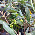 Măslin la ghiveci - imagine 3