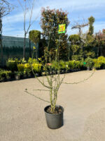 Lamai Citrus Trifoliata la ghiveci - imagine 2