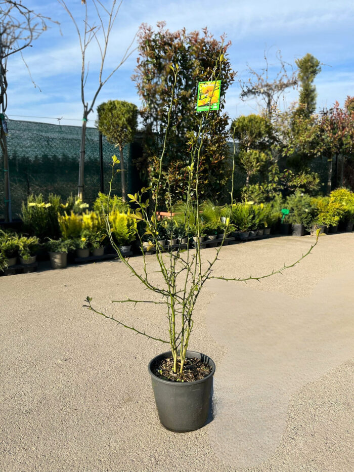 Lamai Citrus Trifoliata la ghiveci - imagine 2