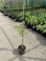 Goji la ghiveci - imagine 2