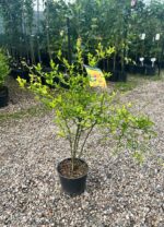 Lămâi Citrus Trifoliata la ghiveci - imagine 2