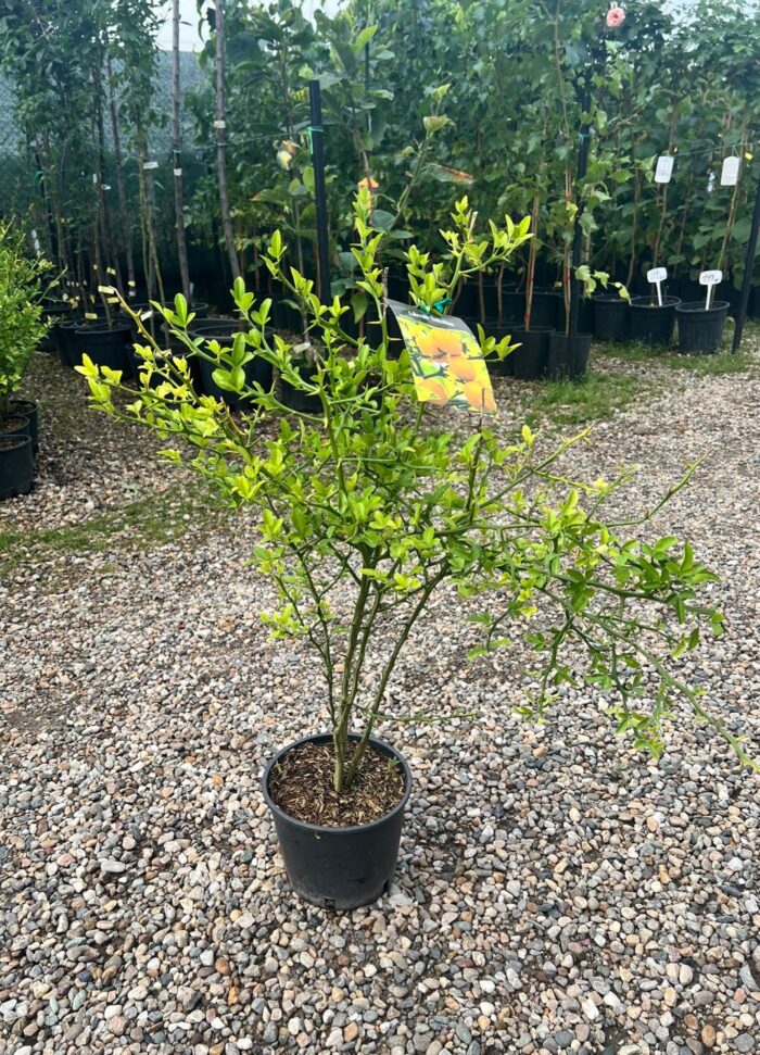 Lămâi Citrus Trifoliata la ghiveci - imagine 2