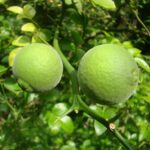 Lamai Citrus Trifoliata la ghiveci - imagine 3