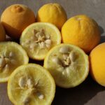 Lamai Citrus Trifoliata la ghiveci - imagine 4