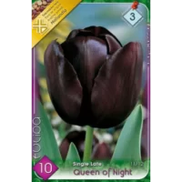 Tulipa single late Queen of Night este o alegere excelentă pentru grădini de primăvară, borduri, ghivece și aranjamente florale. Comandă acum! 🌷