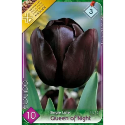 Tulipa single late Queen of Night este o alegere excelentă pentru grădini de primăvară, borduri, ghivece și aranjamente florale. Comandă acum! 🌷