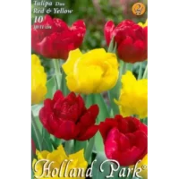 Creează un colț de poveste în grădina ta cu Tulipa duo double Red&Yellow. Bucură-te de culorile vibrante pe tot parcursul primăverii! 🌸