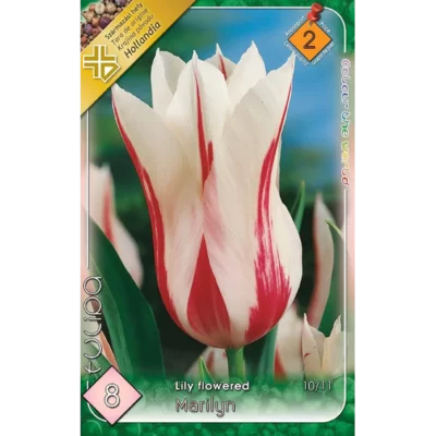 Transformă-ți grădina într-o adevărată oază de frumusețe cu Tulipa lily flowered Marylin. Comandă acum și bucură-te de un spectacol de culori! 🌸