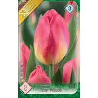 Lalele/ Tulipa triumph Tom Pouce (8buc)
