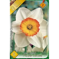 Narcise/ Narcissus Flower Record (5buc)