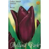 Lalele/ Tulipa triumph Havran (8buc)