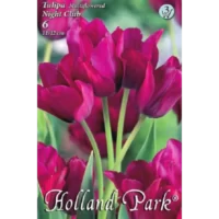 Tulipa multiflowered Night Club este ideală pentru borduri, grădini de primăvară, ghivece și aranjamente florale.Comandă acum! 🌸