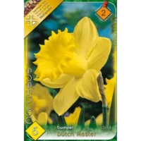 Narcise/ Narcissus Dutch Master (5buc)