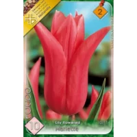 Bucurați-vă de frumusețea florilor Tulipa lily flowered Mariette acasă. Comandă acum și adu un strop de culoare în grădina ta! 🌸🛒