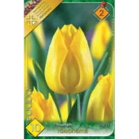 Lalele/ Tulipa triumph Yokohama (10buc)