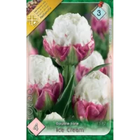 Bucură-te de florile impresionante ale lalelei Tulipa double late Ice Cream! Vară sau primăvară, umple-ți grădina cu frumusețea acestei flori! 🌷