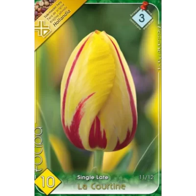 Tulipa single late La Courtine este ideală pentru a fi plantată în spatele bordurilor sau în combinație cu alte flori mai joase. 🌷