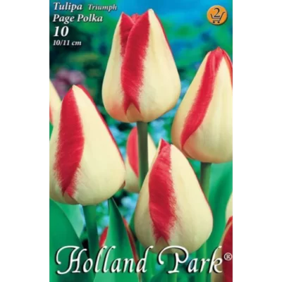 Lalele/ Tulipa triumph Page Polka (10buc)