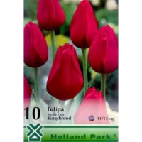 Tulipa single late Kingsblood este ideală pentru a adăuga o notă de contrast într-o grădină colorată sau monocromă.Comandă acum! 🌷