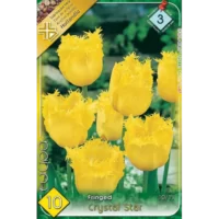 Transformă grădina ta într-un paradis floral cu lalelele Tulipa fringed Crystal Star! Calitate și culoare într-o singură floare. 🌸
