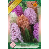 Zambile / Hyacinthus Pastel mixed (5buc)