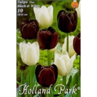 Transformă-ți grădina într-un adevărat paradis floral cu Tulipa duo Black&White. O alegere deosebită pe care nu o vei regreta! 🌸