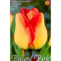 Transformă grădina ta într-un vis american! Tulipa darwin hybrid American Dream adaugă o notă de culoare și eleganță în orice peisaj. 🌸