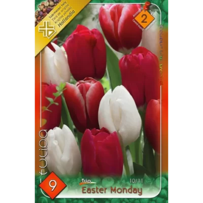 Tulipa Trio Easter Monday este ideală pentru a fi plantată în grădini de primăvară, borduri, paturi de flori sau chiar în ghivece mari pentru terase. 🌷