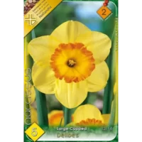 Narcise/ Narcissus Delibes (5buc)