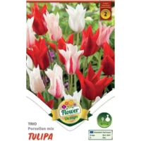 Adaugă un strop de culoare în grădina ta cu Tulipa Trio Porzellan Mix. Flori frumoase și rezistente, perfecte pentru orice sezon. Comandă acum! 🌷