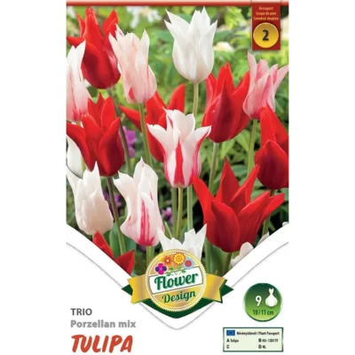 Adaugă un strop de culoare în grădina ta cu Tulipa Trio Porzellan Mix. Flori frumoase și rezistente, perfecte pentru orice sezon. Comandă acum! 🌷