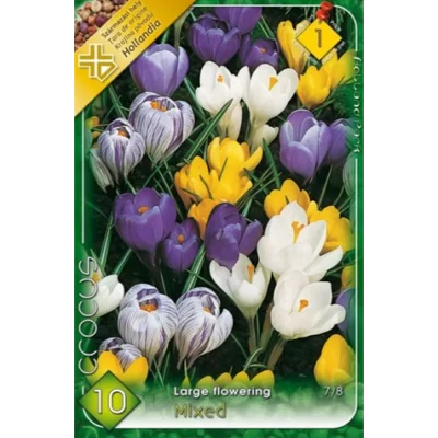 Crocus Large Flowering Mixed-apreciat pentru florile sale mari și colorate, care aduc o explozie de culoare în grădină .Comandă acum! 🌼