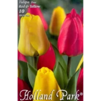 Transformați grădina dvs. într-o oază de culoare cu Tulipa duo Red&Yellow! Plantați acum și bucurați-vă de flori minunate în aprilie și august-octombrie.