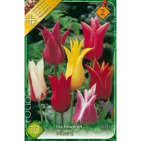 Tulipa lily flowered mixed este o alegere excelentă pentru a crea accente deosebite și sofisticate în peisaje și decoruri florale. 🌸