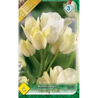 Tulipa multiflowered Candy Club ideală pentru borduri, grădini de primăvară, ghivece și aranjamente florale.Comandă acum! 🌸
