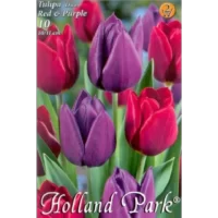 Bucură-te de florile colorate și elegante ale bujorului Tulipa duo Red-Purple. Iarba ajunge la o înălțime de 40-60 cm și înflorește în august-octombrie. 🌸