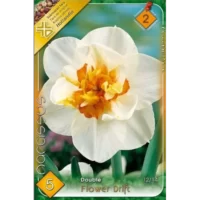 Narcise/ Narcissus Flower Drift (5buc)