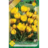 Crocus Fuscotinctus florile sunt de un galben strălucitor,cu marcaje unice de culoare maro sau bronz pe partea exterioară a petalelor.Comandă acum! 🌼