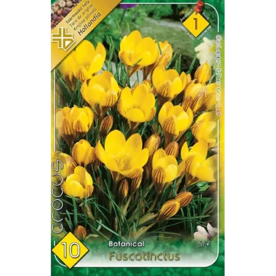 Crocus Fuscotinctus florile sunt de un galben strălucitor,cu marcaje unice de culoare maro sau bronz pe partea exterioară a petalelor.Comandă acum! 🌼