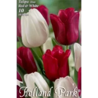 Descopera frumusetea Tulipa duo Red&White, bulbi de tulipa de 40-60 cm. Planteaza-i acum si adauga un strop de culoare gradinii tale 🌹